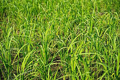 《光环：无限》XSX版7分钟多人模式演示